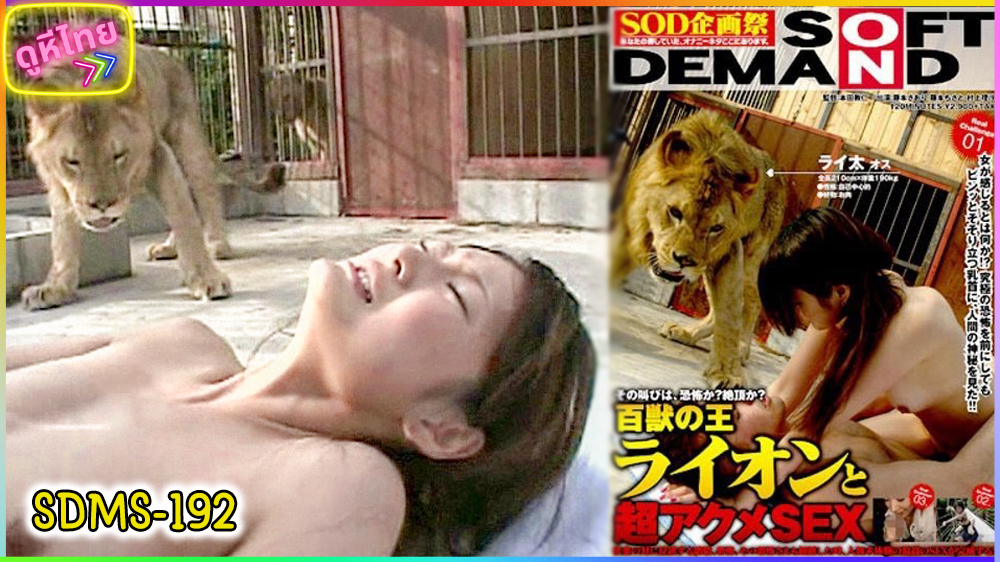 SDMS-192 สวนสัตว์ ไม่ขาดรัก จับควยยัดต่อหน้าสิงโต  3 เรื่องเสียวที่ไม่เสียวเฉพาะคนดู King of Beasts Lion